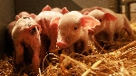 Bild 1: Ferkel in Hausschweinehaltung, Quelle: Landkreis Spree-Neie/Wokrejs Sprjewja-Nysa