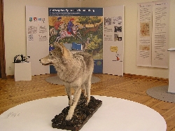 Bild 3: Sonderausstellung "Wolf & Mensch - Auf Spurensuch in Brandenburg" / Eckbert Kwast