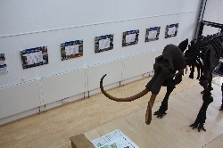 Bild 2: Neue Ausstellung im Forster Kreishaus , Quelle: Pressestelle LKSPN